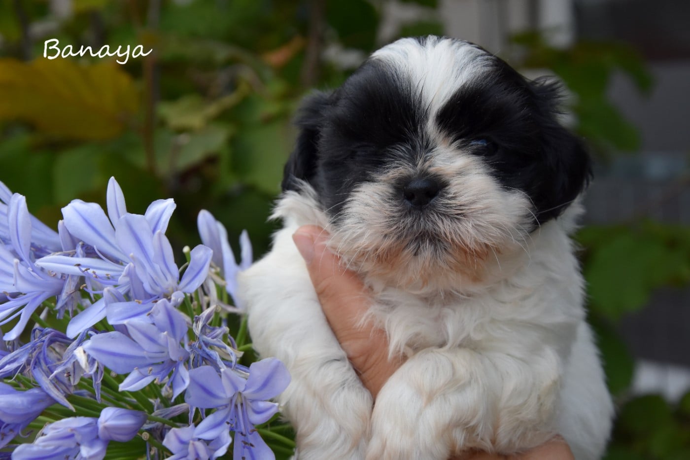 Shih Tzu - de la plaine du Jaelma
