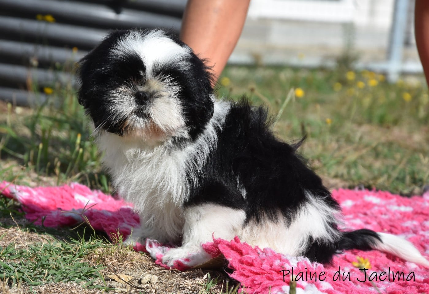 Shih Tzu - de la plaine du Jaelma