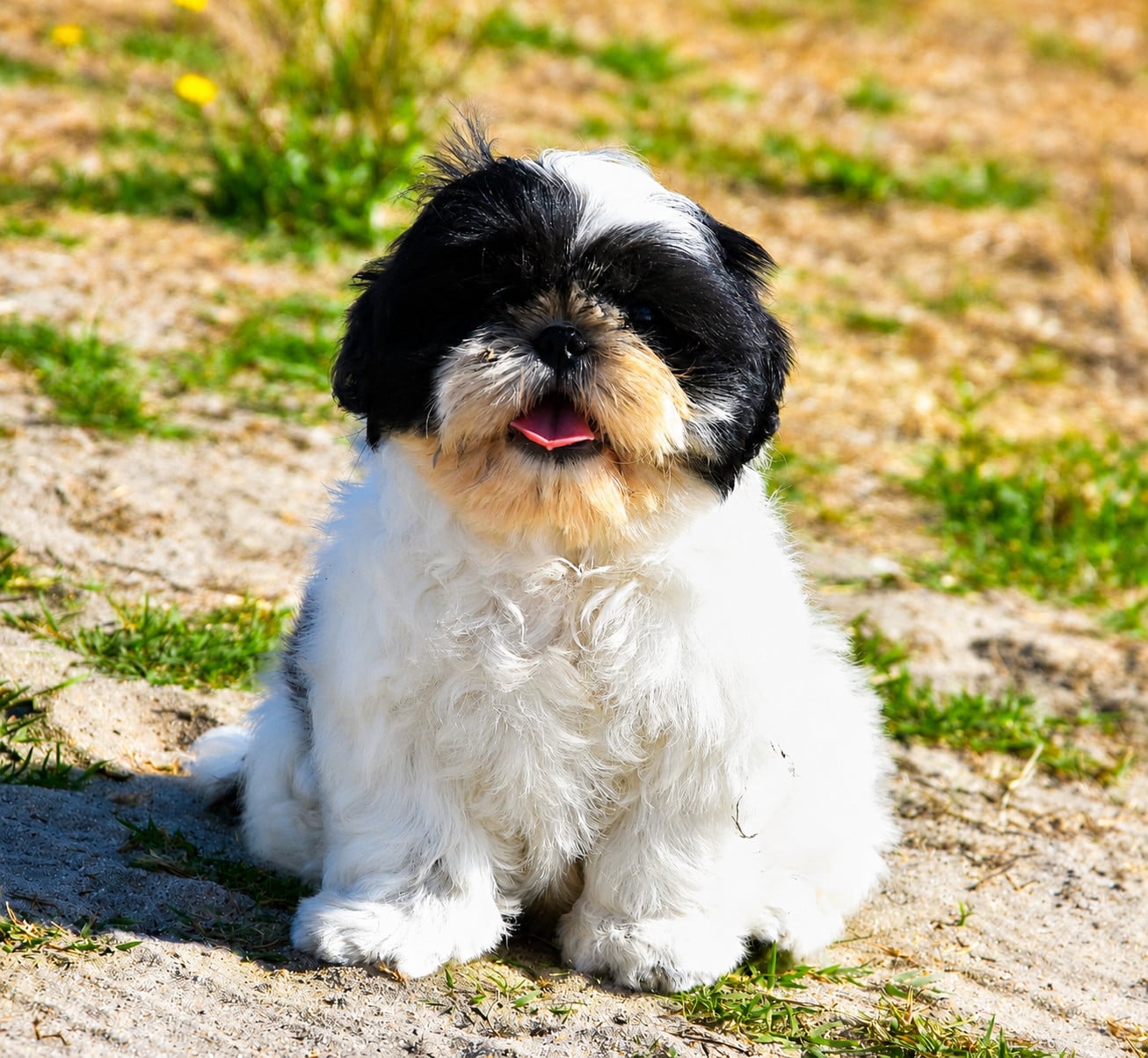 Shih Tzu - de la plaine du Jaelma