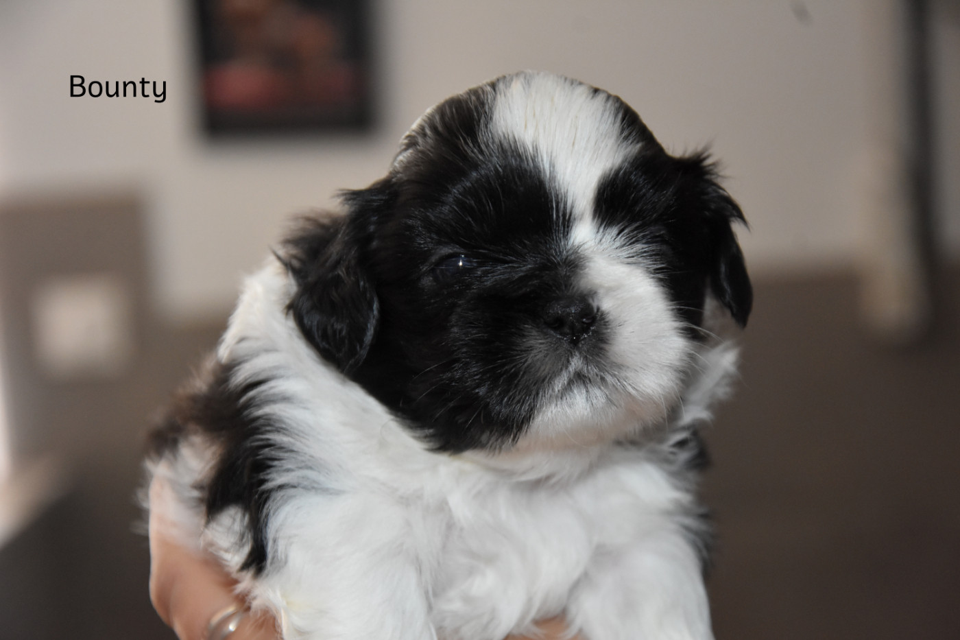 Shih Tzu - de la plaine du Jaelma