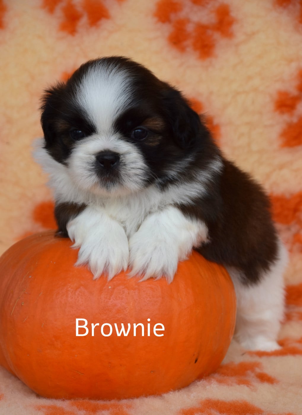 Brownie de la plaine du jaelma