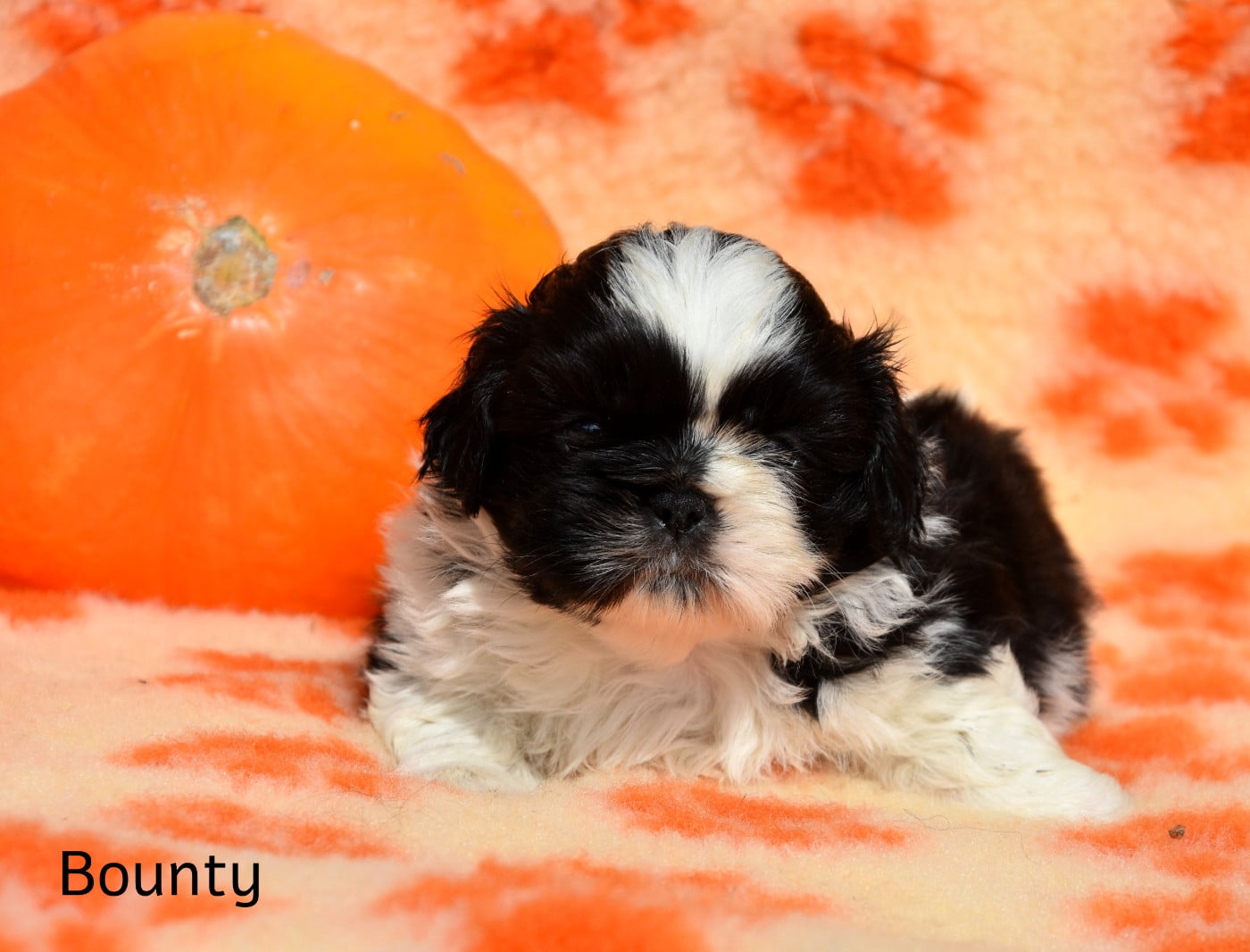 Shih Tzu - de la plaine du Jaelma
