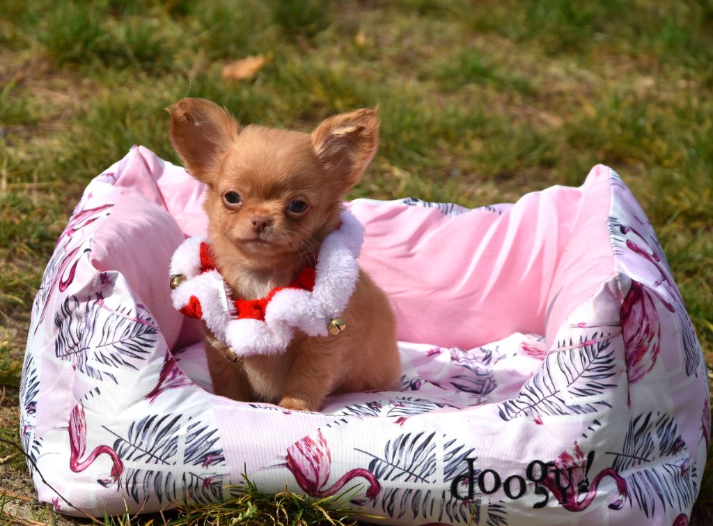 Adonis de la plaine du jaelma