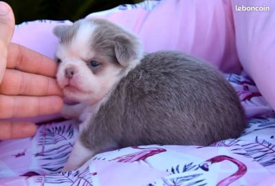 Les chiots de Chihuahua