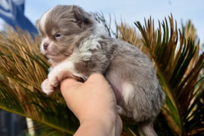 Les chiots de Chihuahua