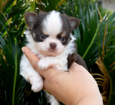 Les chiots de Chihuahua