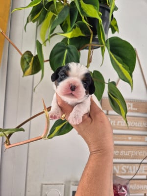 Les chiots de Cavalier King Charles Spaniel