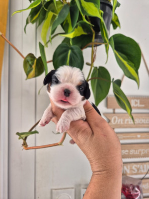 Les chiots de Cavalier King Charles Spaniel