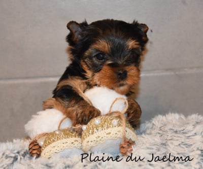 Les chiots de Yorkshire Terrier