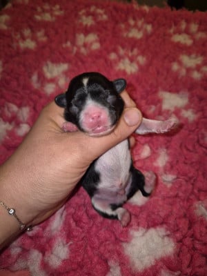 Les chiots de Chihuahua