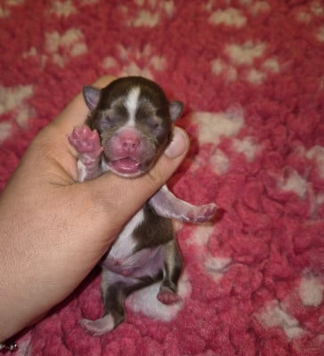 Les chiots de Chihuahua