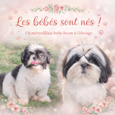 Les chiots de Shih Tzu