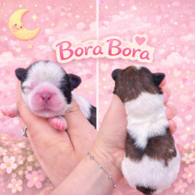 Les chiots de Shih Tzu