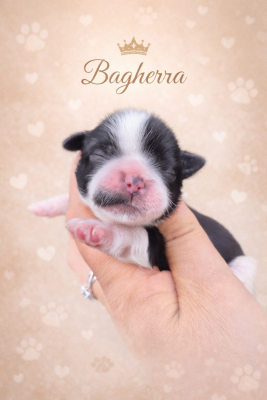 Les chiots de Shih Tzu