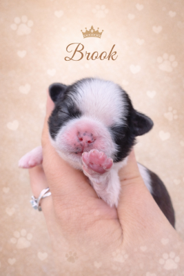 Les chiots de Shih Tzu