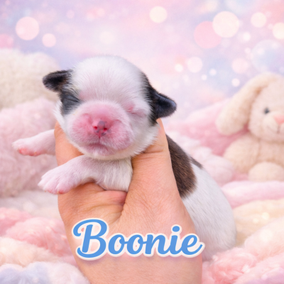 Les chiots de Shih Tzu