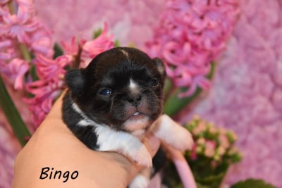 Les chiots de Chihuahua