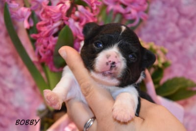 Les chiots de Chihuahua