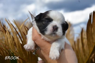 Les chiots de Shih Tzu