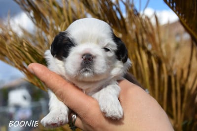Les chiots de Shih Tzu