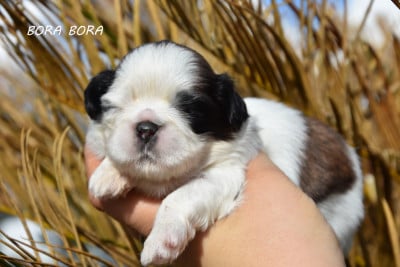 Les chiots de Shih Tzu