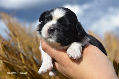 Les chiots de Shih Tzu