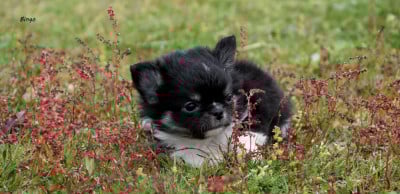 Les chiots de Chihuahua