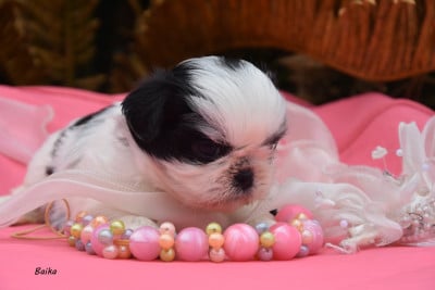 Les chiots de Shih Tzu