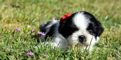 Les chiots de Shih Tzu