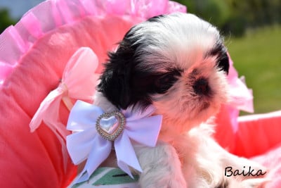 Les chiots de Shih Tzu