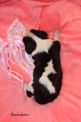 Les chiots de Cavalier King Charles Spaniel