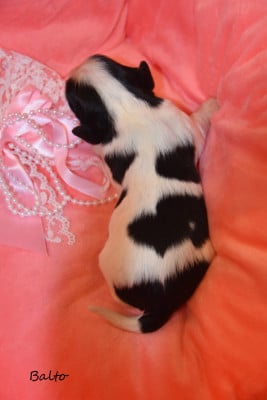 Les chiots de Cavalier King Charles Spaniel