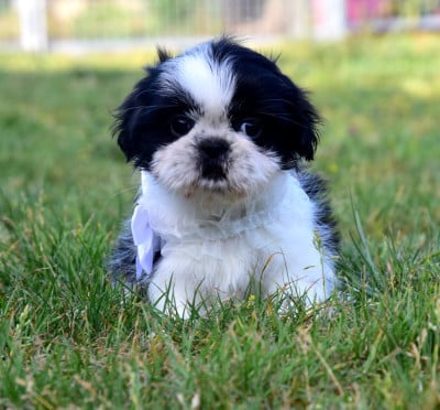 Les chiots de Shih Tzu