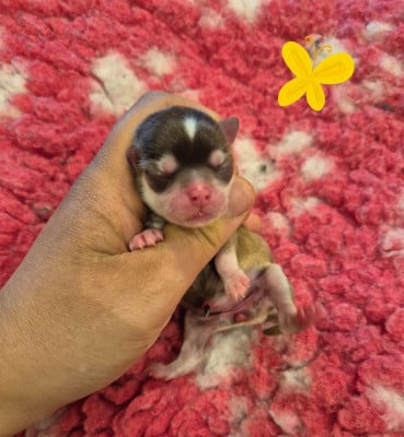 Les chiots de Chihuahua
