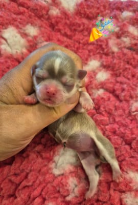 Les chiots de Chihuahua