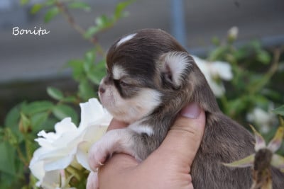Les chiots de Chihuahua