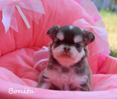 Les chiots de Chihuahua