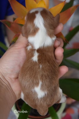 Les chiots de Cavalier King Charles Spaniel