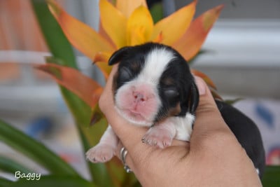 Les chiots de Cavalier King Charles Spaniel