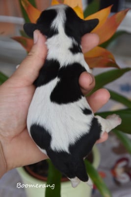 Les chiots de Cavalier King Charles Spaniel