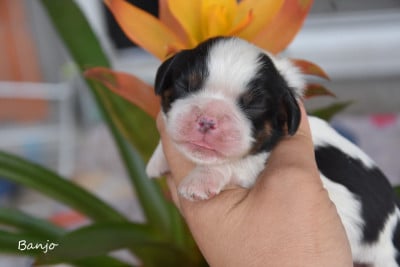 Les chiots de Cavalier King Charles Spaniel