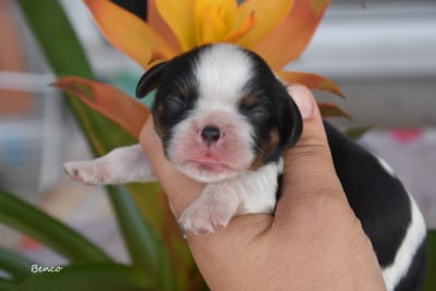Les chiots de Cavalier King Charles Spaniel