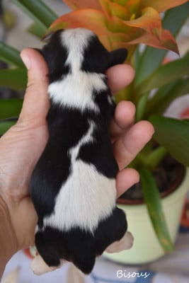 Les chiots de Cavalier King Charles Spaniel