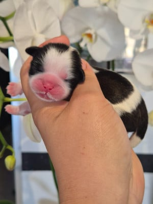 Chiot N°6 - Shih Tzu