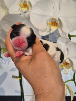 Chiot N°5 - Shih Tzu