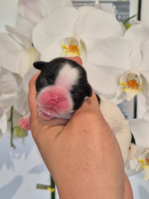 Les chiots de Shih Tzu