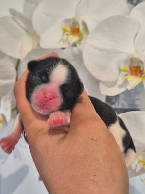Chiot N°1 - Shih Tzu