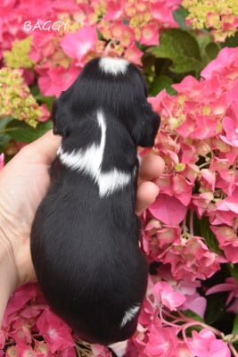 Les chiots de Cavalier King Charles Spaniel