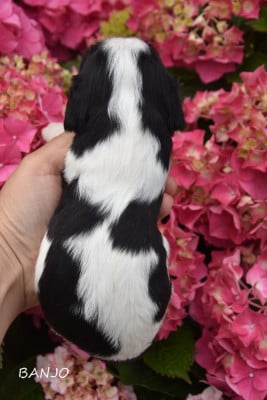 Les chiots de Cavalier King Charles Spaniel