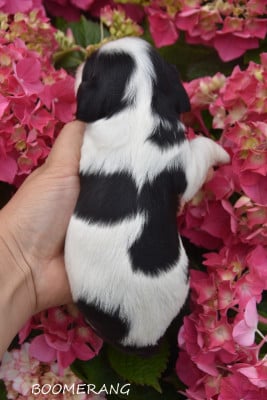 Les chiots de Cavalier King Charles Spaniel